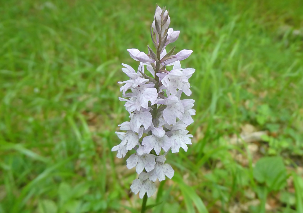 3 orchis tachete
