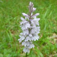 3 orchis tachete