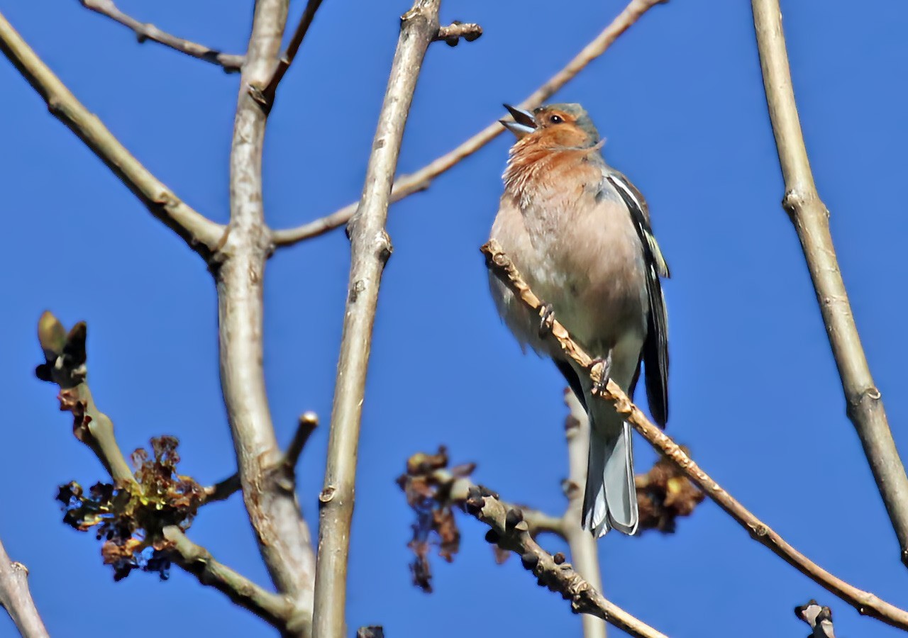 3 pinson des arbres qui chante