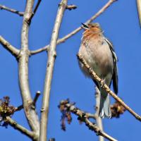 3 pinson des arbres qui chante