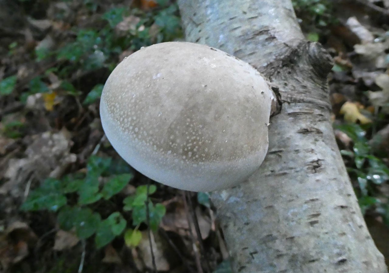 3 polypore du bouleau