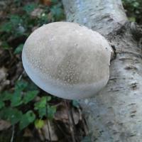 3 polypore du bouleau