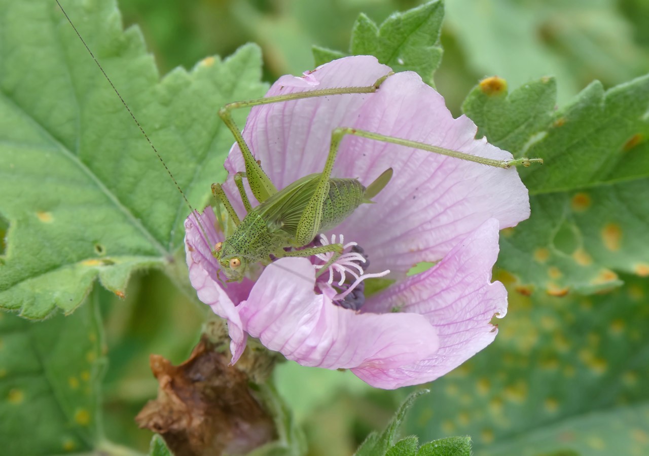 30 grande sauterelle verte juvenile sur guimauve officinale