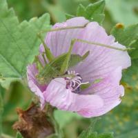 30 grande sauterelle verte juvenile sur guimauve officinale