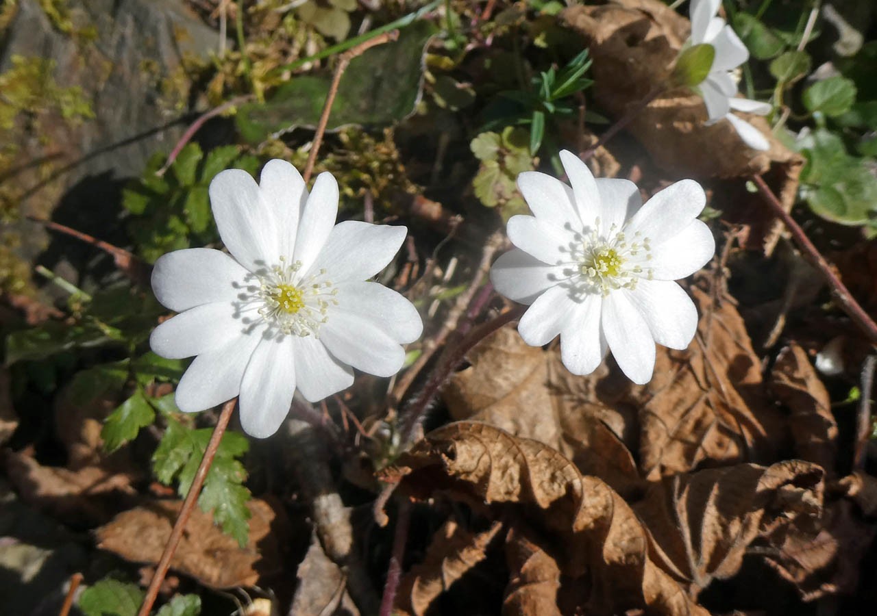 32 anemone hepatique