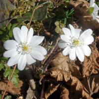 32 anemone hepatique