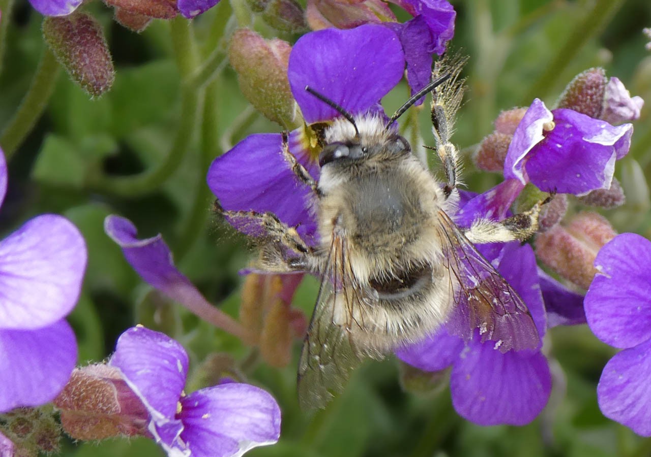 32 anthophore plumeux anthophora plumipes 