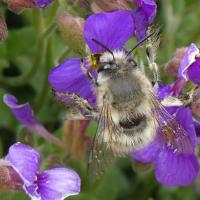 32 anthophore plumeux anthophora plumipes 