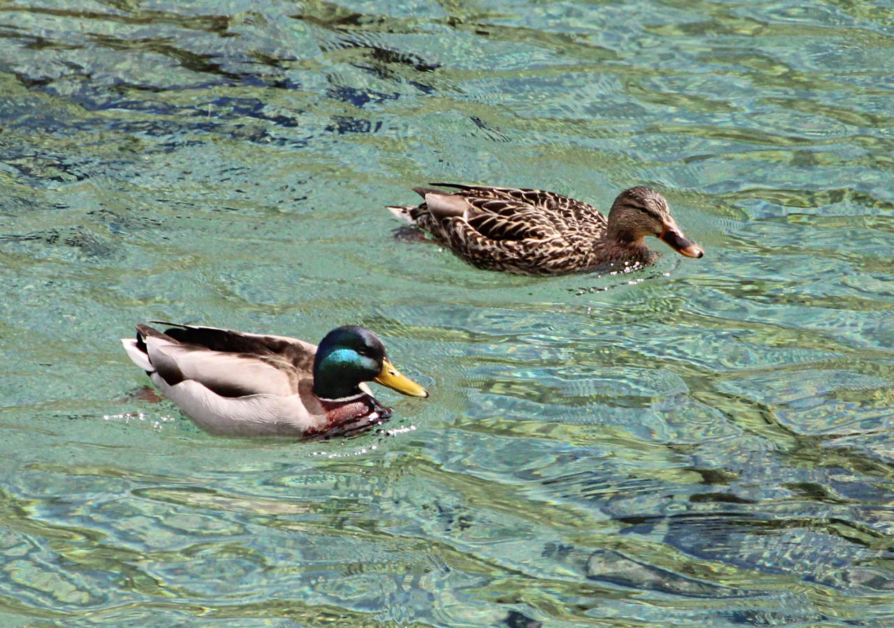 33 des canards colverts dans le lac