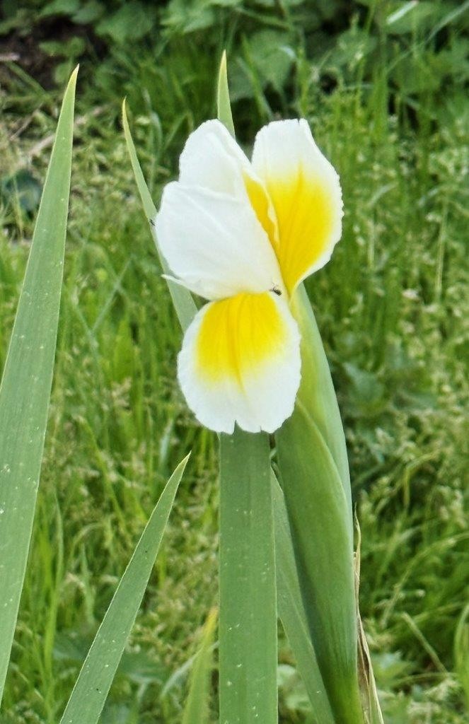 34 iris turc