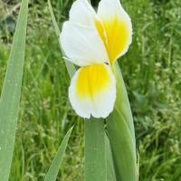 34 iris turc