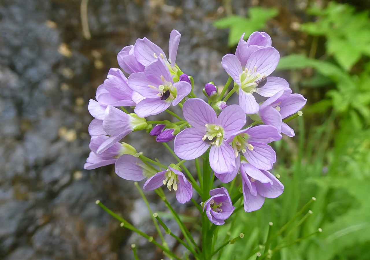 35 cardamine a feuilles de radis