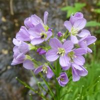 35 cardamine a feuilles de radis
