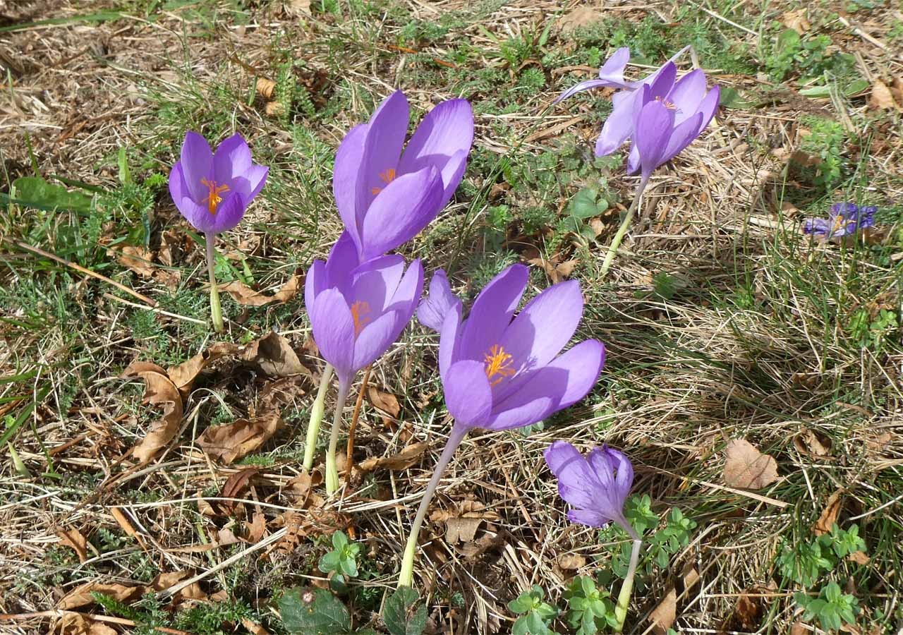 35 crocus a fleurs nues