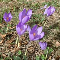 35 crocus a fleurs nues