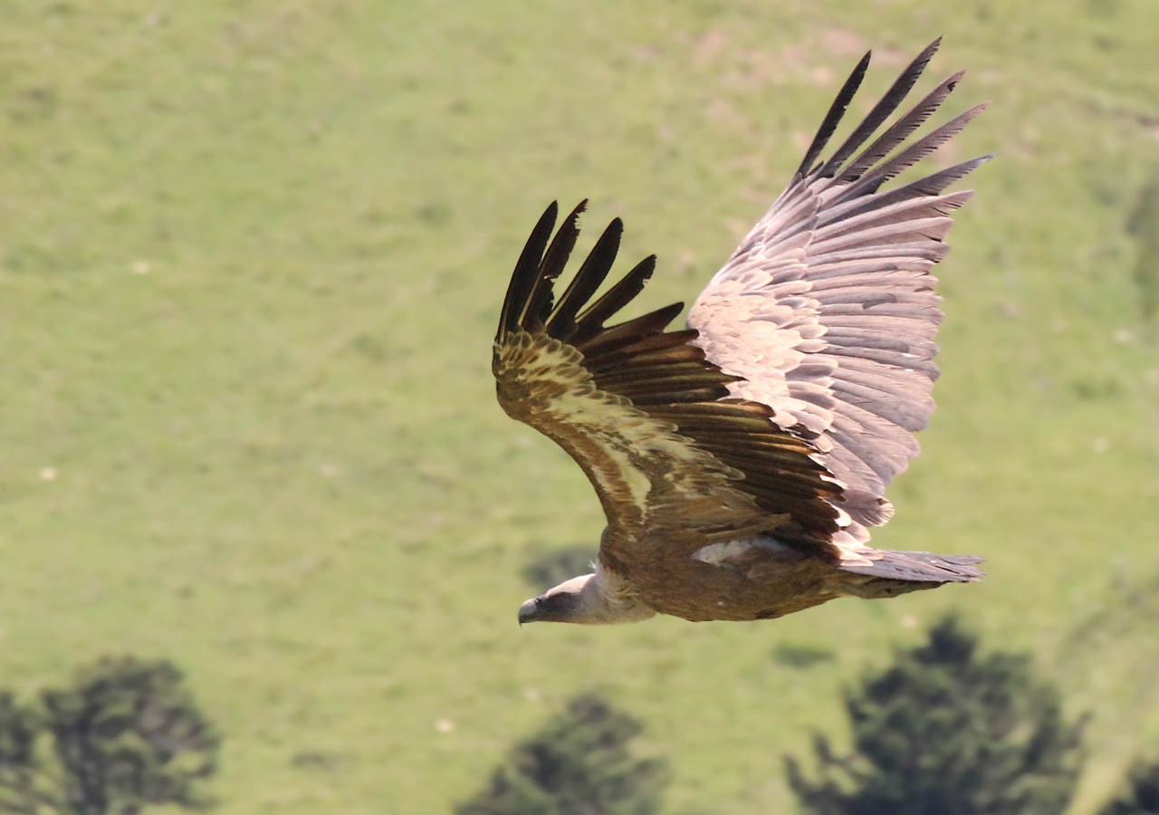 35 un vautour fauve qui prend son envol