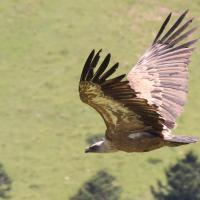 35 un vautour fauve qui prend son envol