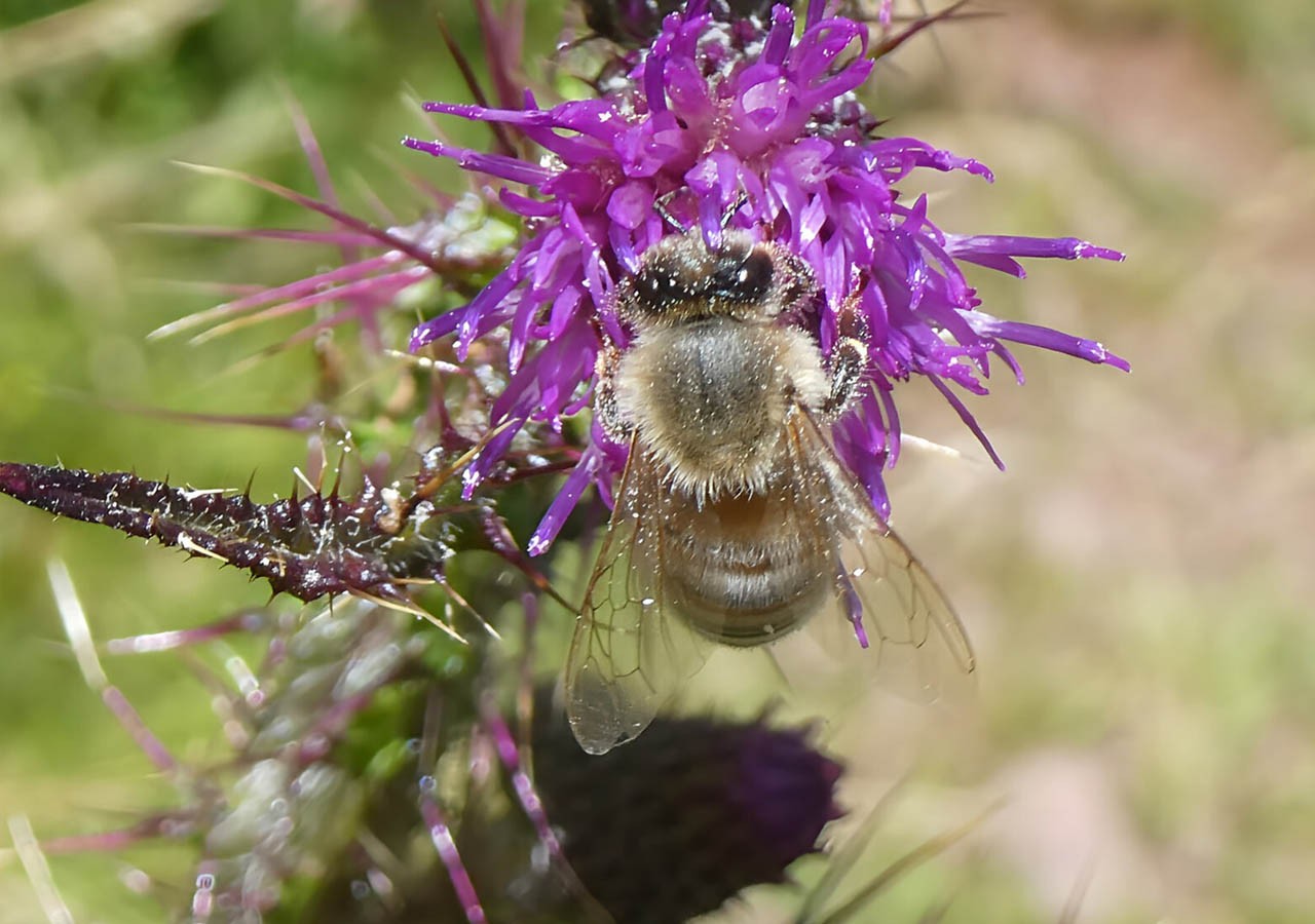 36 abeille mellifere