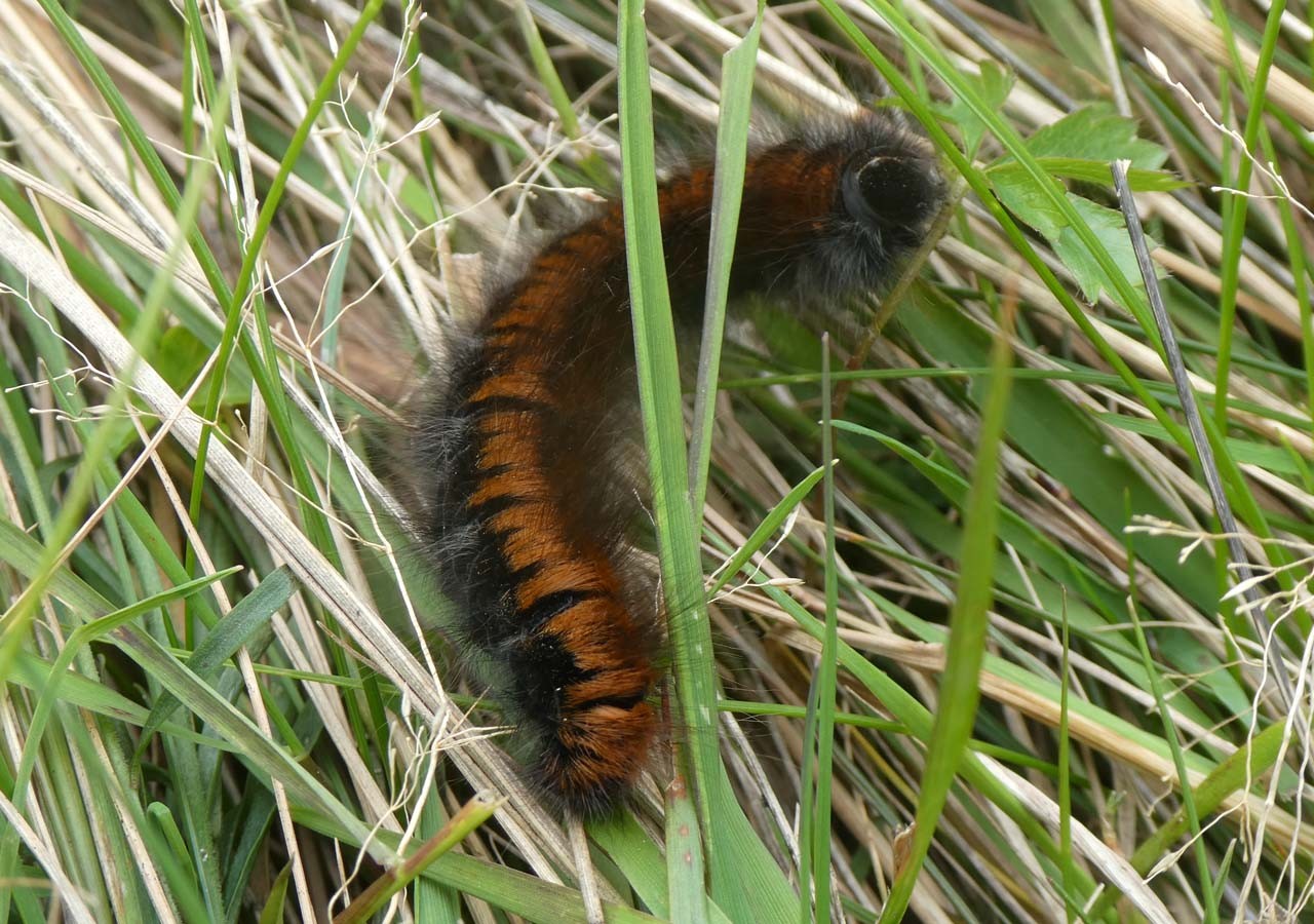 37 chenille du bombyx de la ronce