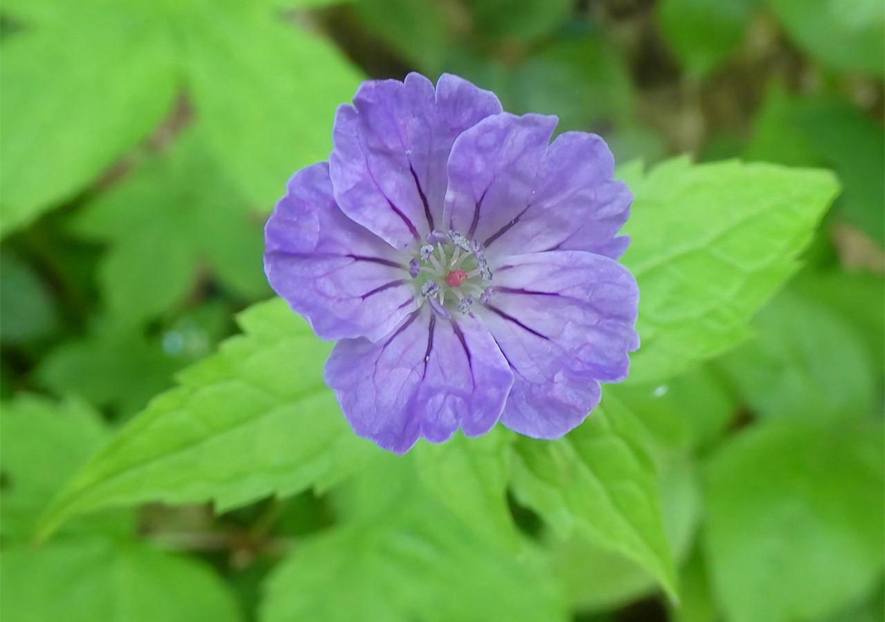 37 geranium noueux