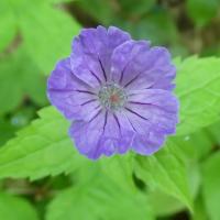 37 geranium noueux