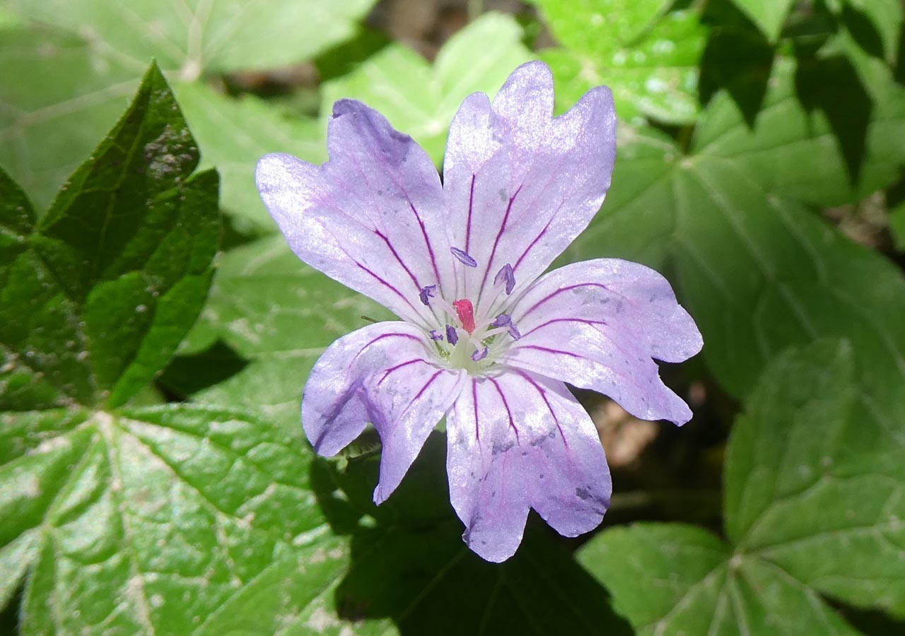 38 geranium noueux