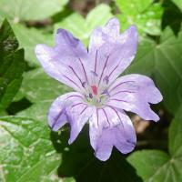 38 geranium noueux