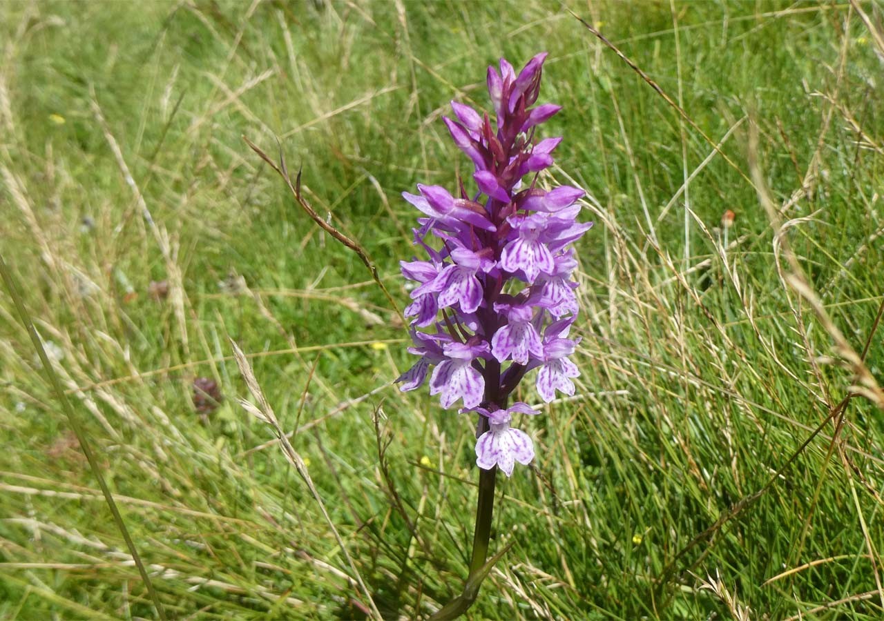 38 orchis tachete