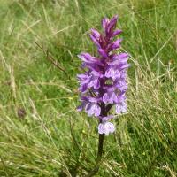 38 orchis tachete