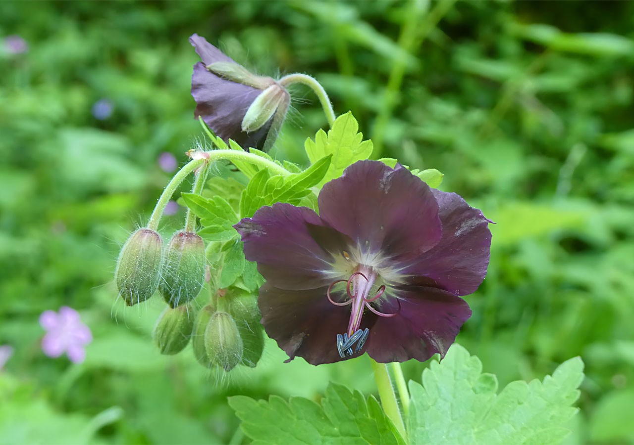 39 geranium livide