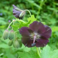 39 geranium livide