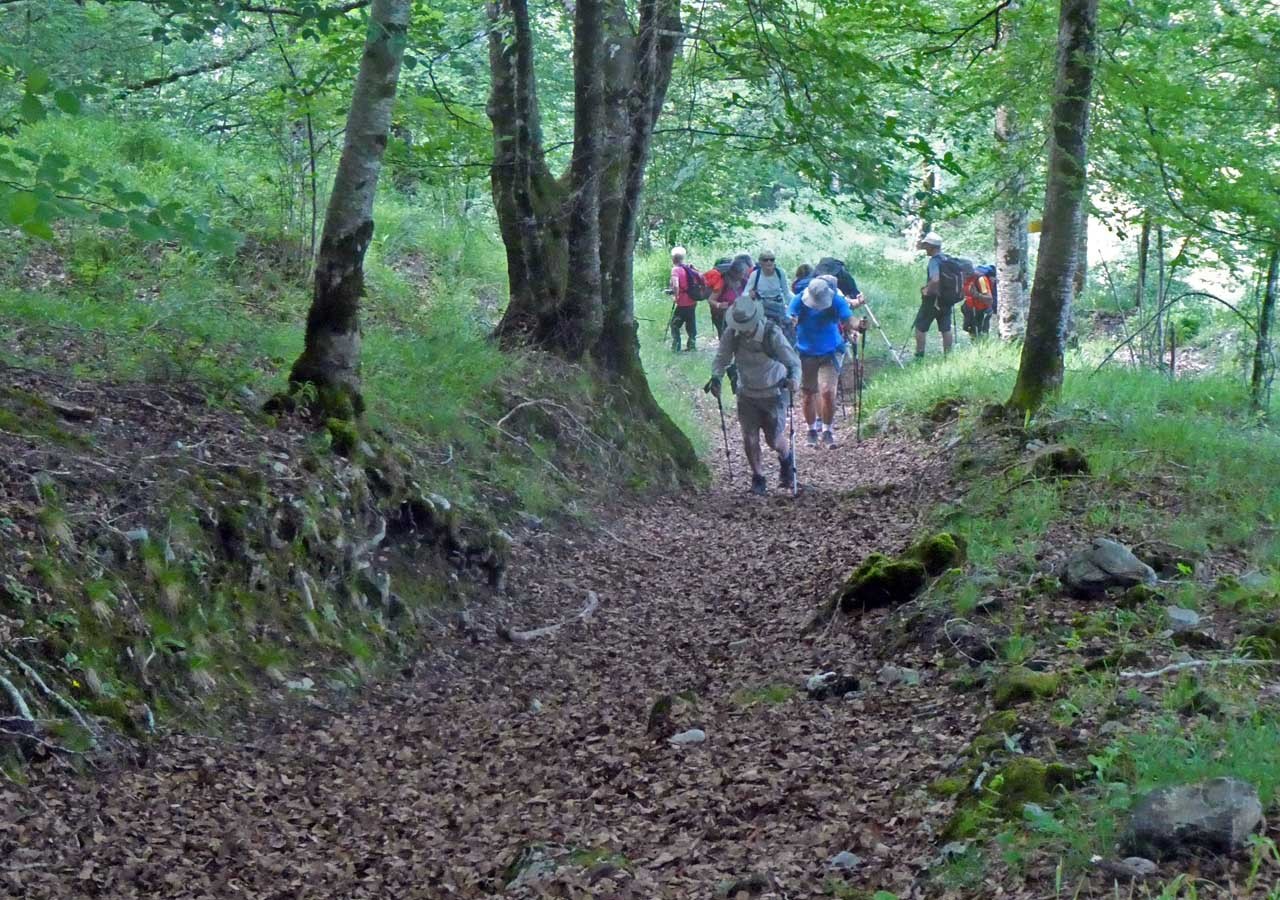 4 dans le bois de som et des pales
