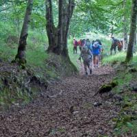 4 dans le bois de som et des pales