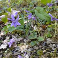 4 violette de reichenbach viola reichenbachiana 