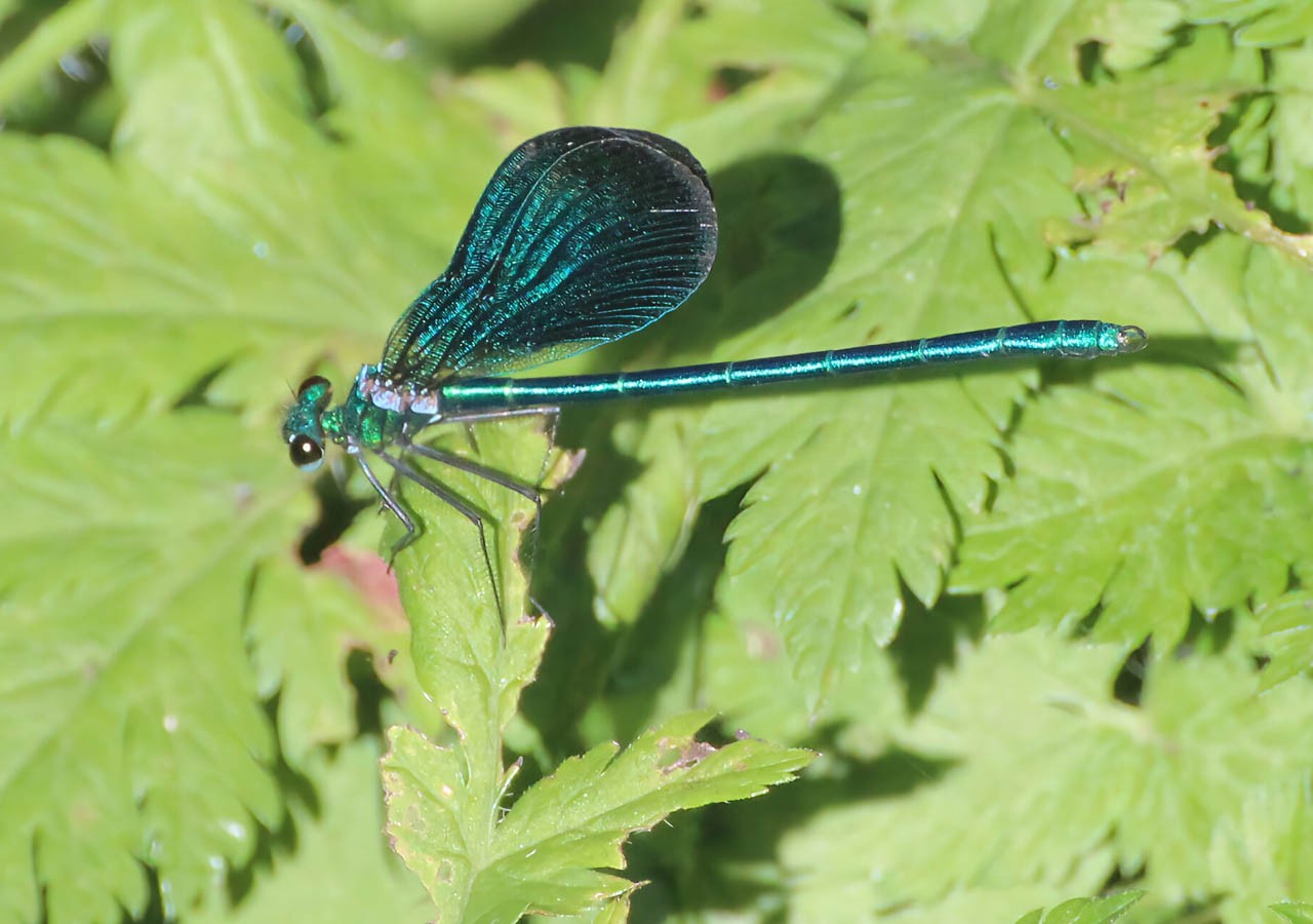 40 calopteryx vierge