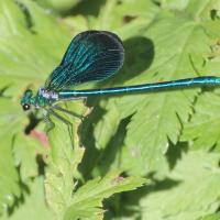 40 calopteryx vierge