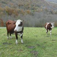 43 deux vaches abondances