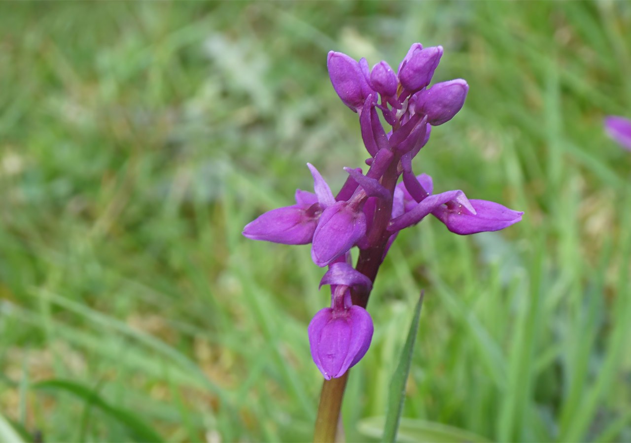 47 orchis male