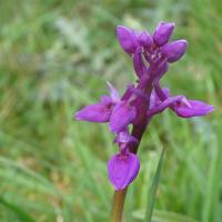 47 orchis male