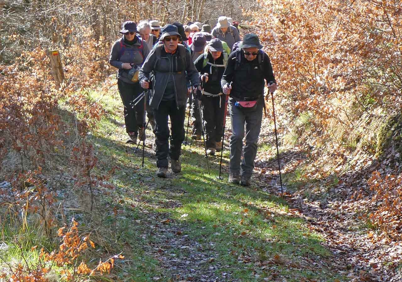 5 dans le bosquet