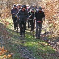 5 dans le bosquet