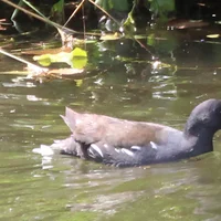 55 poule d eau