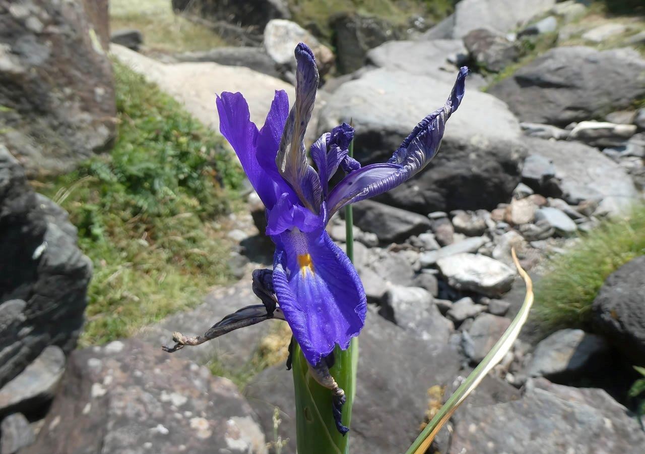 6 iris des pyrenees