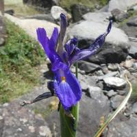 6 iris des pyrenees