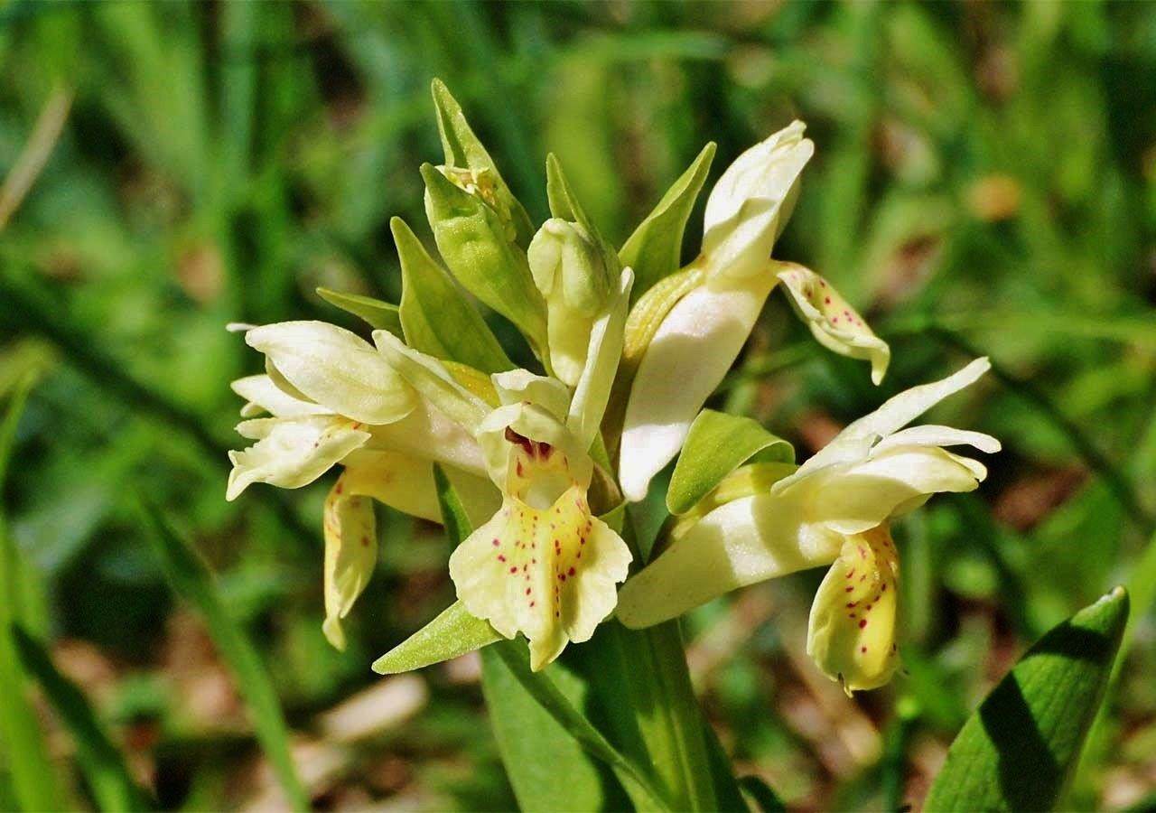 6 orchis sureau dactylorhiza sambucina 