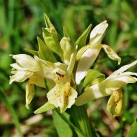 6 orchis sureau dactylorhiza sambucina 