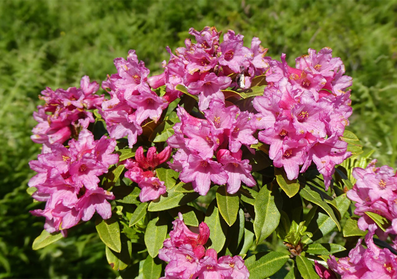 7 rhododendron ferrugineux