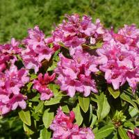 7 rhododendron ferrugineux