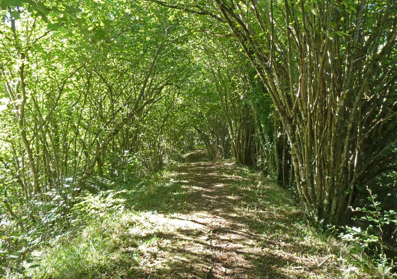 8 dans le bois de la piche