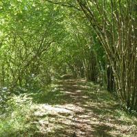 8 dans le bois de la piche